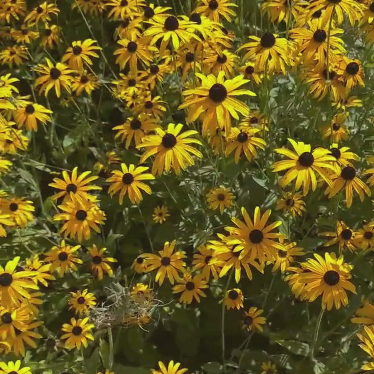 Rudbeckia 'Little Gold Star' – Roots Plants