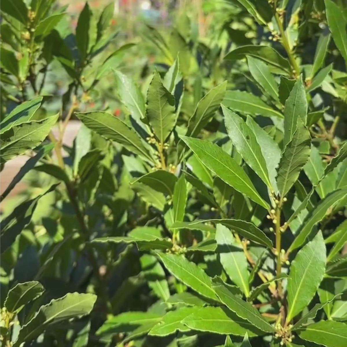Bay Laurel Tree | Laurus nobilis – Roots Plants
