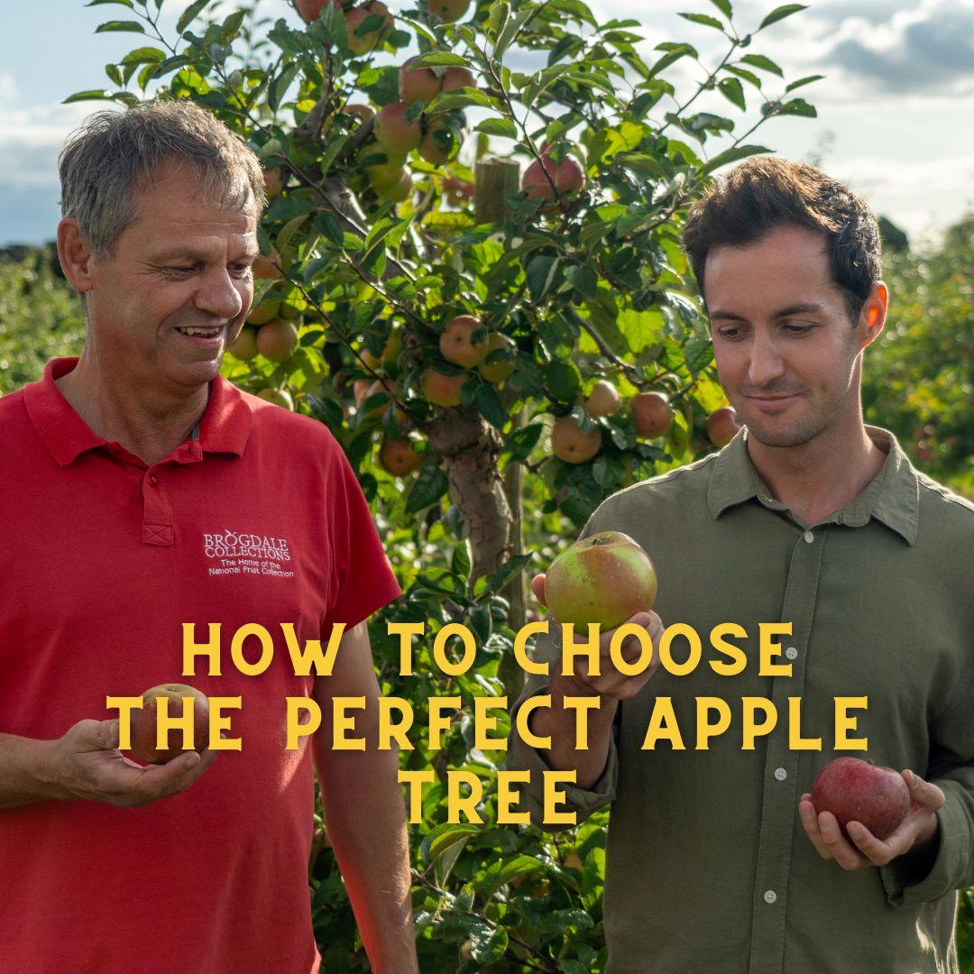 How to choose an apple tree