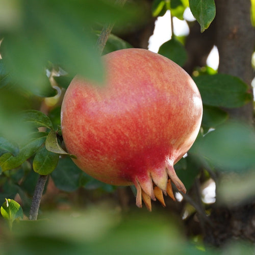 'Provence' Pomegranate Bush Soft Fruit