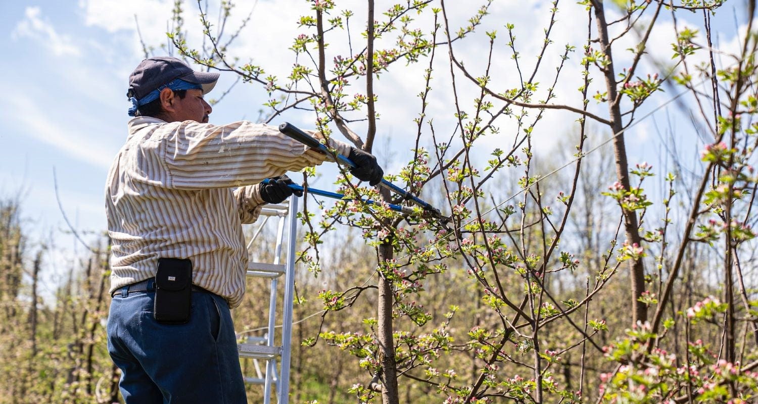 Pruning Cherry Trees: Fruiting and Flowering – Roots Plants