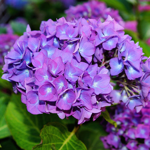 Hydrangea macrophylla 'Little Purple' Shrubs