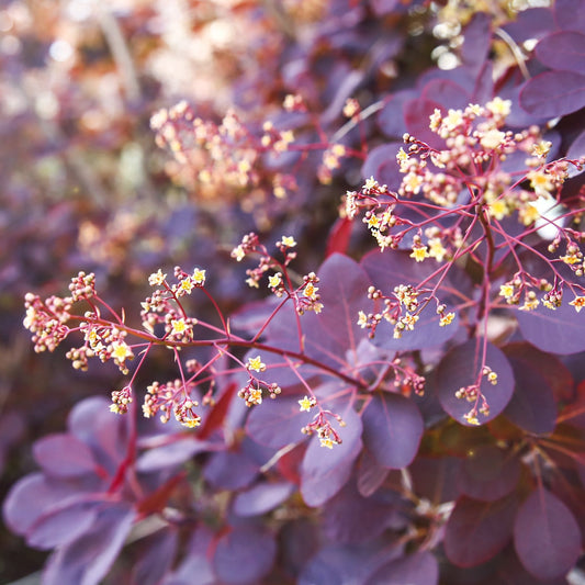 Smoke Bush | Cotinus coggygria 'Royal Purple' Shrubs