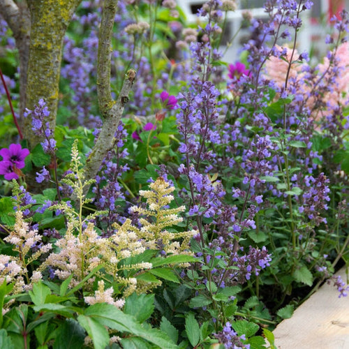 Catmint 'Purrsian Blue' | Nepeta Perennial Bedding