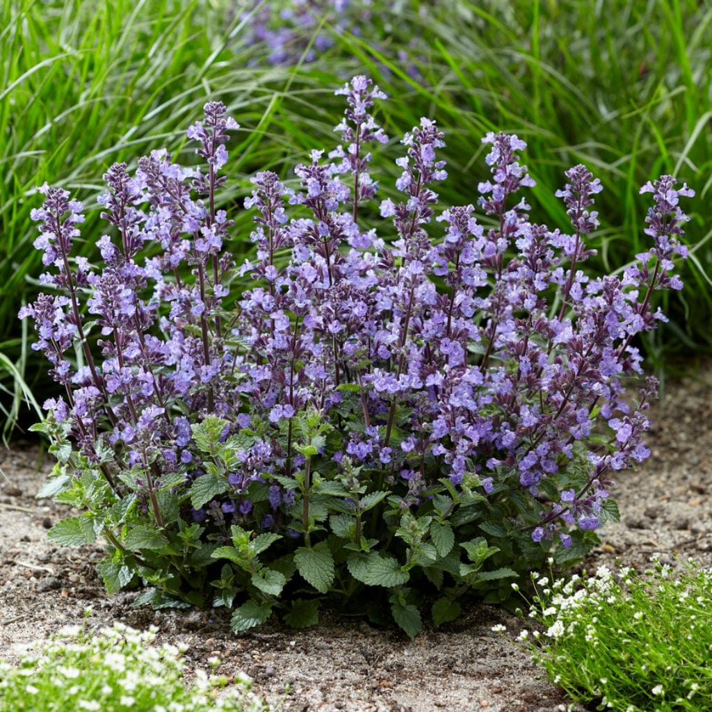 Catmint 'Purrsian Blue' | Nepeta