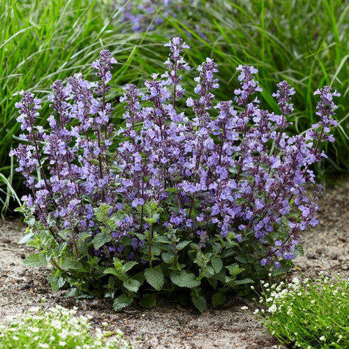 Catmint 'Purrsian Blue' | Nepeta Perennial Bedding