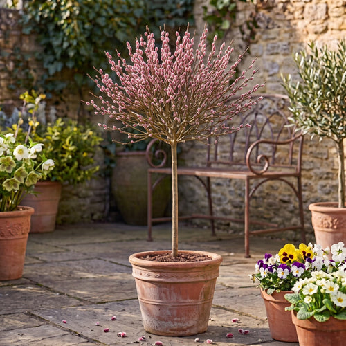 Pink Pussy Willow Tree | Salix gracilistyla 'Mount Aso' Ornamental Trees