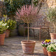 Pink Pussy Willow Tree | Salix gracilistyla 'Mount Aso' Ornamental Trees