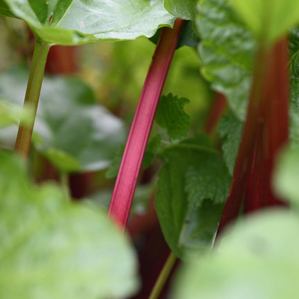 'Raspberry Red' Rhubarb Plant Soft Fruit