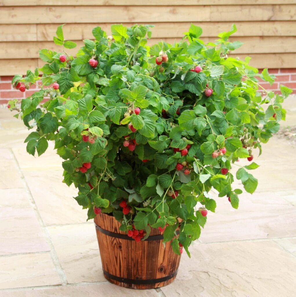 'Yummy' Patio Raspberry Plant – Roots Plants
