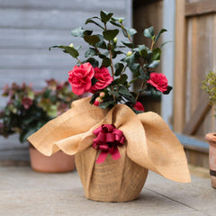 Plant hand wrapped in hessian with a bow