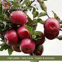 Espalier Apple Tree Trained Fruit Trees