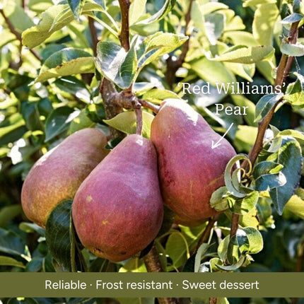 Patio Pear Tree Trained Fruit Trees