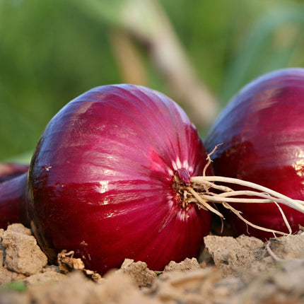'Red Baron' Red Onion Plants Vegetables