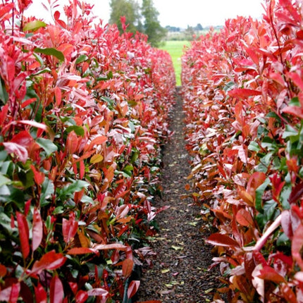 Photinia 'Red Robin' Shrubs