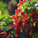'Redstart' Redcurrant Plant Soft Fruit