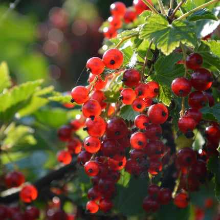 'Redstart' Redcurrant Plant Soft Fruit