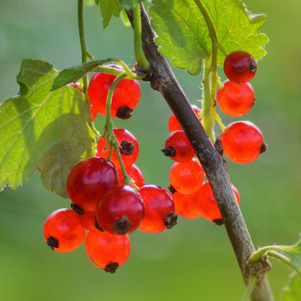 'Redstart' Redcurrant Plant Soft Fruit
