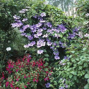 Clematis 'Multi-Blue' Climbing Plants