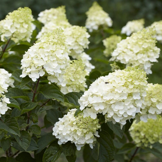 Hydrangea paniculata 'Silver Dollar' Shrubs