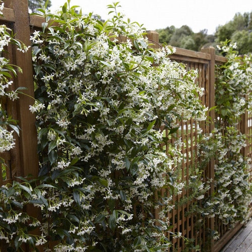 Star Jasmine | Trachelospermum jasminoides Climbing Plants