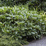 David Viburnum | Viburnum davidii Shrubs