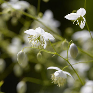 Thalictrum delavayi 'Album' Perennial Bedding