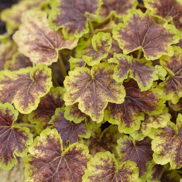 Heucherella 'Solar Eclipse' Perennial Bedding