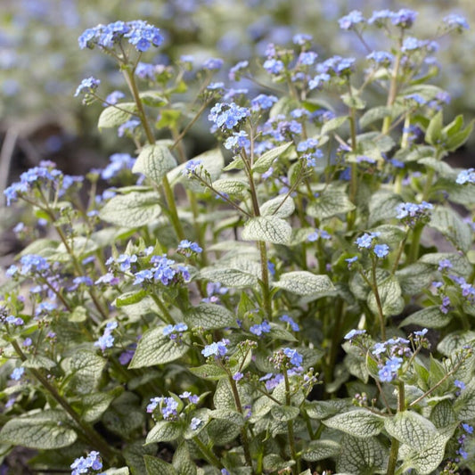 Brunnera 'Sea Heart' Perennial Bedding