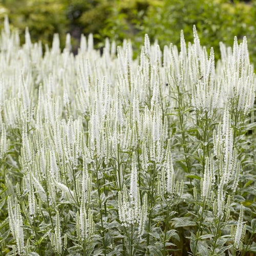 Veronica 'Charlotte' Perennial Bedding