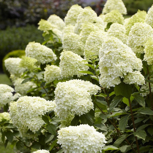 Hydrangea paniculata 'Limelight' Shrubs