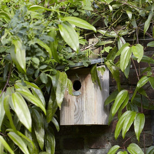 Evergreen Clematis | Clematis armandii Climbing Plants