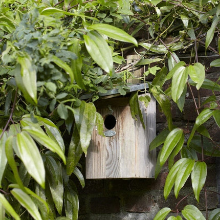 Evergreen Clematis | Clematis armandii Climbing Plants