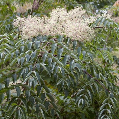 Japanese Angelica Tree | Aralia elata Ornamental Trees