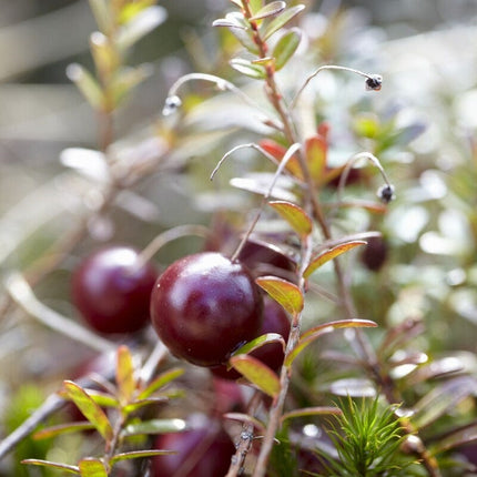Cranberry Plant Soft Fruit