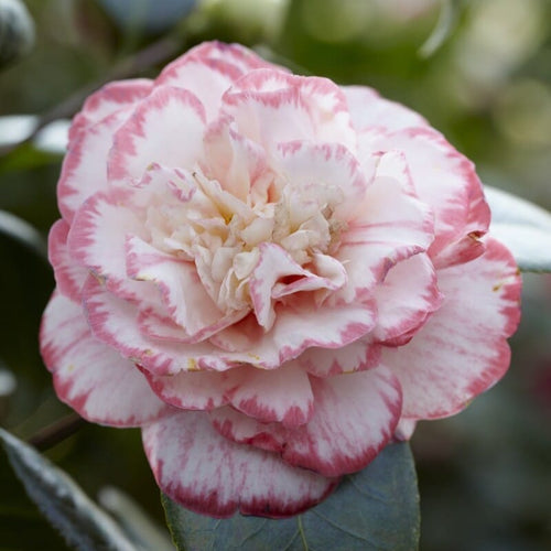Camellia japonica 'Margaret Davis' Shrubs