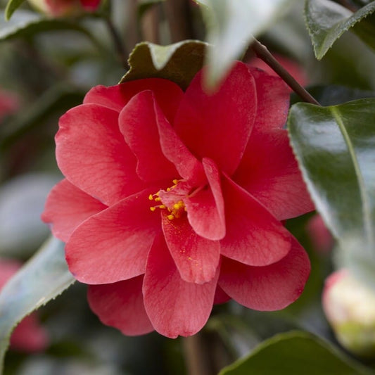 Camellia reticulata 'Mary Williams' Shrubs
