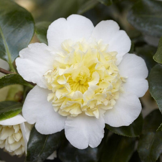 Yellow Japanese Camellia | Camellia japonica 'Brushfield's Yellow' Shrubs