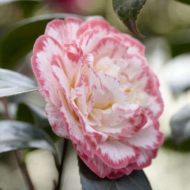 Camellia japonica 'Margaret Davis' Shrubs