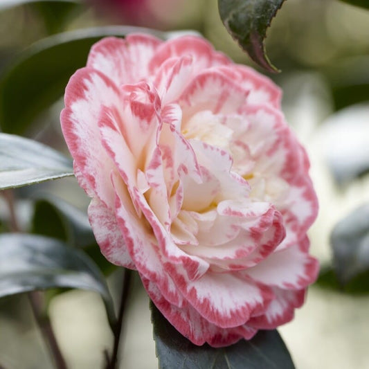 Camellia japonica 'Margaret Davis' Shrubs