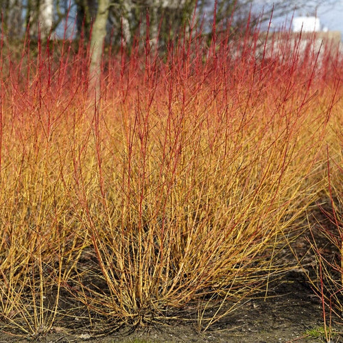 Common Dogwood | Cornus sanguinea 'Midwinter Fire' Shrubs