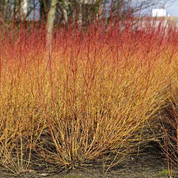 Common Dogwood | Cornus sanguinea 'Midwinter Fire' Shrubs