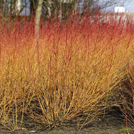 Common Dogwood | Cornus sanguinea 'Midwinter Fire' Shrubs