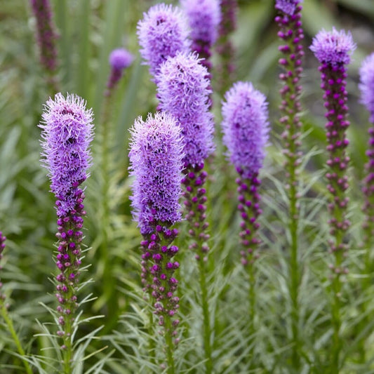 Button Snakewort | Liatris spicata Perennial Bedding