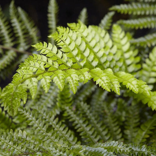 Tassel Fern | Polystichum polyblepharum Perennial Bedding