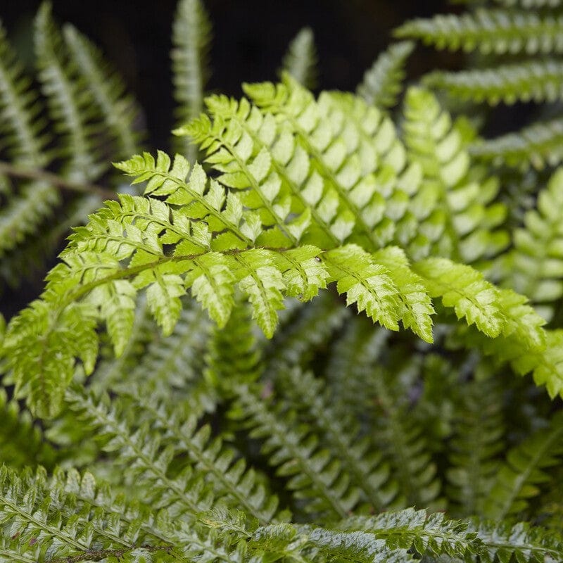 Tassel Fern | Polystichum polyblepharum Perennial Bedding