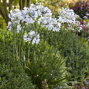 Agapanthus 'Twister' Perennial Bedding