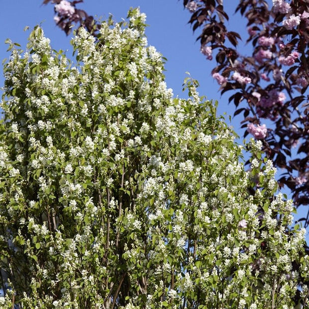 Amelanchier alnifolia 'Obelisk' Shrubs