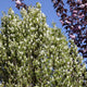 Amelanchier alnifolia 'Obelisk' Shrubs
