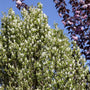 Amelanchier alnifolia 'Obelisk' Shrubs